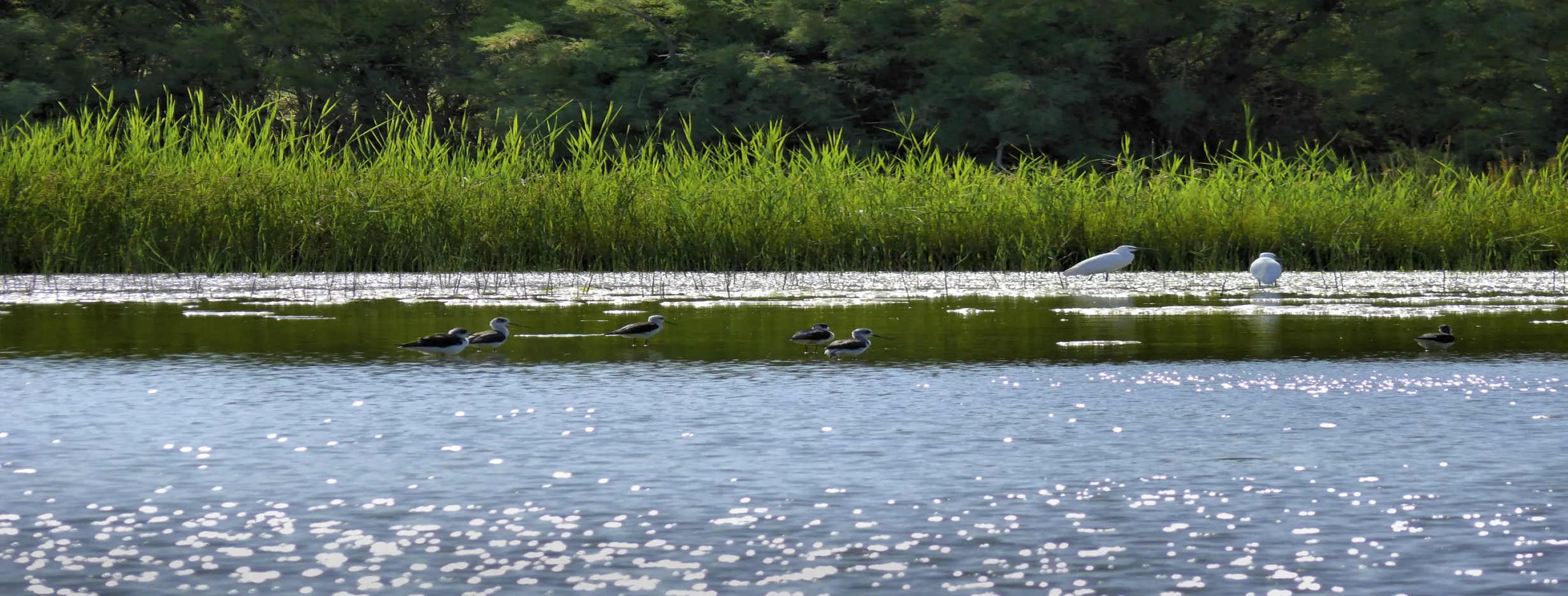 Image for Exploring AlAzraq Wetland Reserve